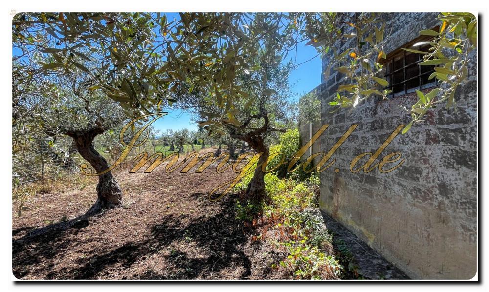 Thumbnail von Immogold Sizilien SGS 25123 Tolles Areal inklusive eines Olivenhains und Rustuico