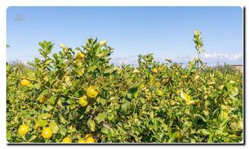 Thumbnail von Casa noble en Sicilia con un gran terreno, dos parcelas y una vista impresionante al mar