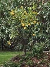 Thumbnail von Große und komfortable Villa in ländlicher Idylle unweit vom Gardasee