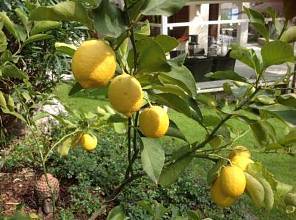 Thumbnail von Große und komfortable Villa in ländlicher Idylle unweit vom Gardasee