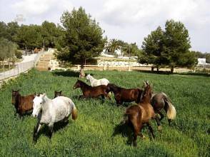 Thumbnail von ***Stilvolles Landhaus mit Pferdezucht***