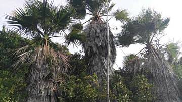 Thumbnail von Agrarland auf Teneriffa