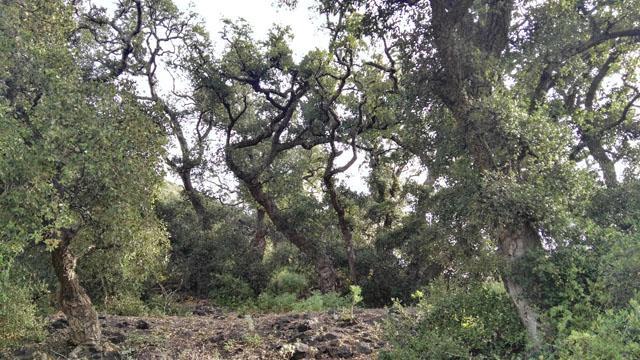 Thumbnail von Agrarland auf Teneriffa