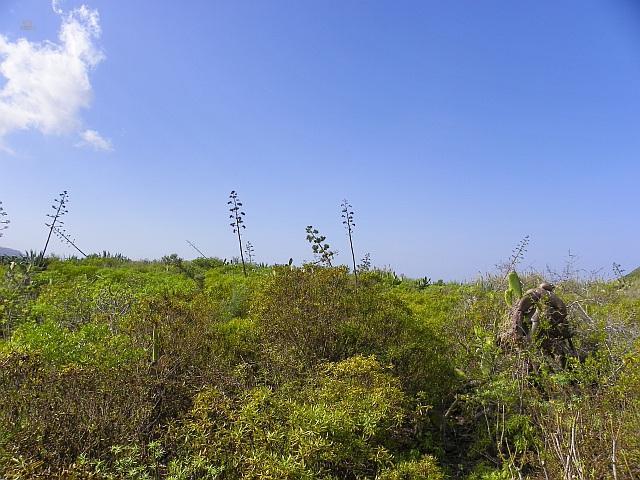 Thumbnail von Agrarland auf Teneriffa