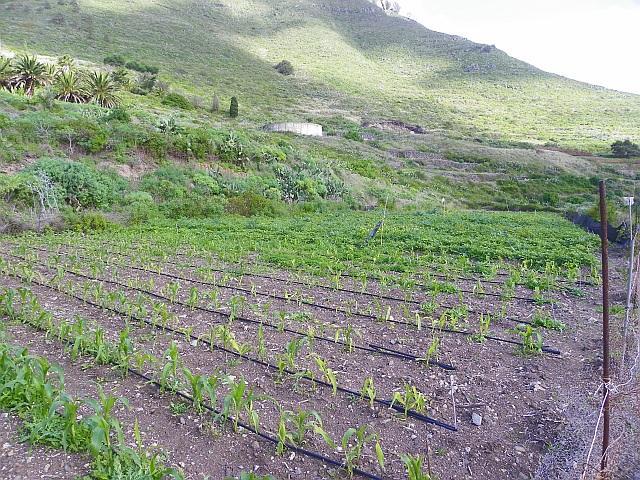 Thumbnail von Agrarland auf Teneriffa