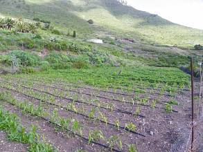 Thumbnail von Agrarland auf Teneriffa