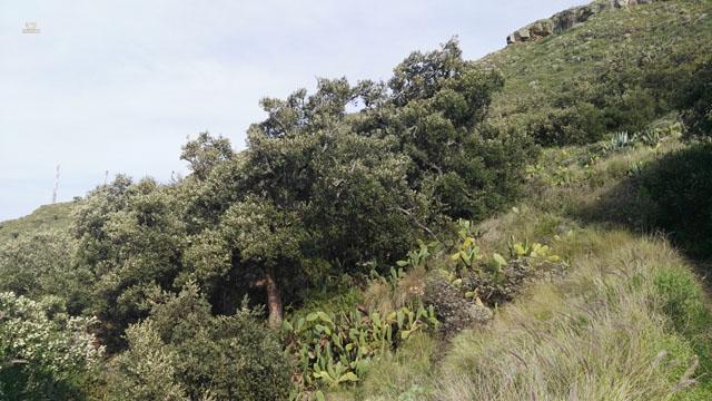 Thumbnail von Agrarland auf Teneriffa