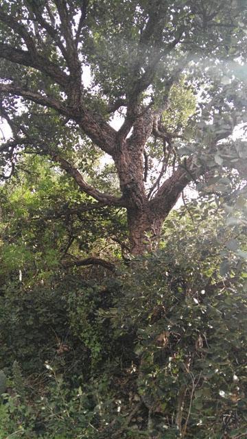 Thumbnail von Agrarland auf Teneriffa