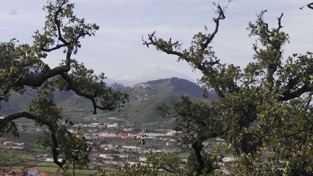 Thumbnail von Agrarland auf Teneriffa