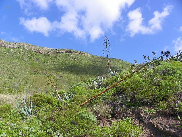 Thumbnail von Agrarland auf Teneriffa