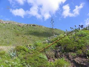 Thumbnail von Agrarland auf Teneriffa