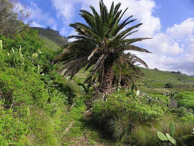 Thumbnail von Agrarland auf Teneriffa