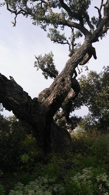 Thumbnail von Agrarland auf Teneriffa