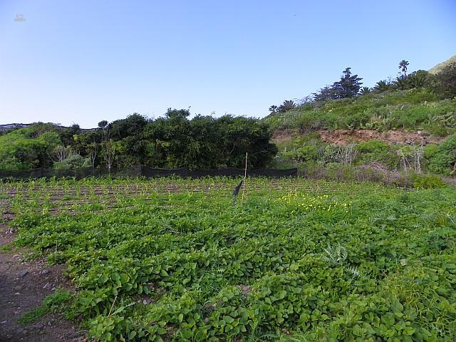 Thumbnail von Agrarland auf Teneriffa