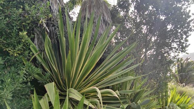 Thumbnail von Agrarland auf Teneriffa