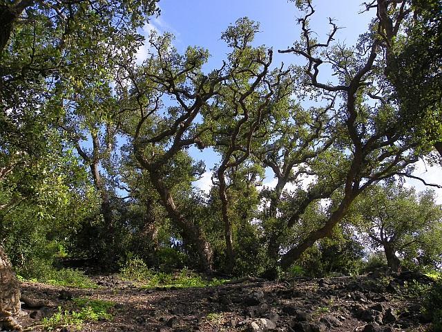 Thumbnail von Agrarland auf Teneriffa