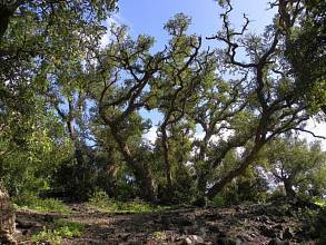 Thumbnail von Agrarland auf Teneriffa