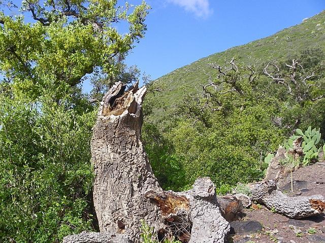 Thumbnail von Agrarland auf Teneriffa