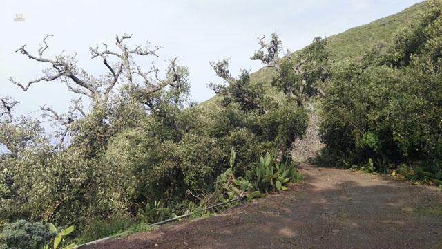 Thumbnail von Agrarland auf Teneriffa