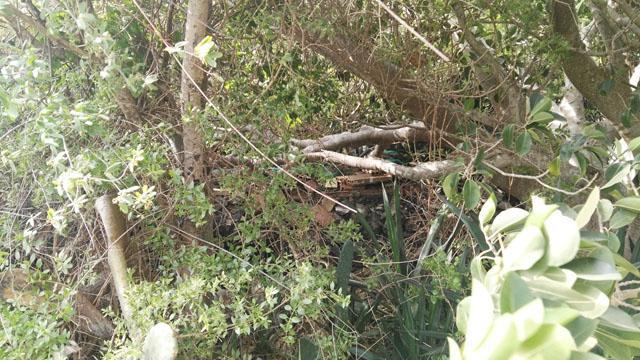 Thumbnail von Agrarland auf Teneriffa