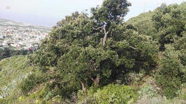 Thumbnail von Agrarland auf Teneriffa