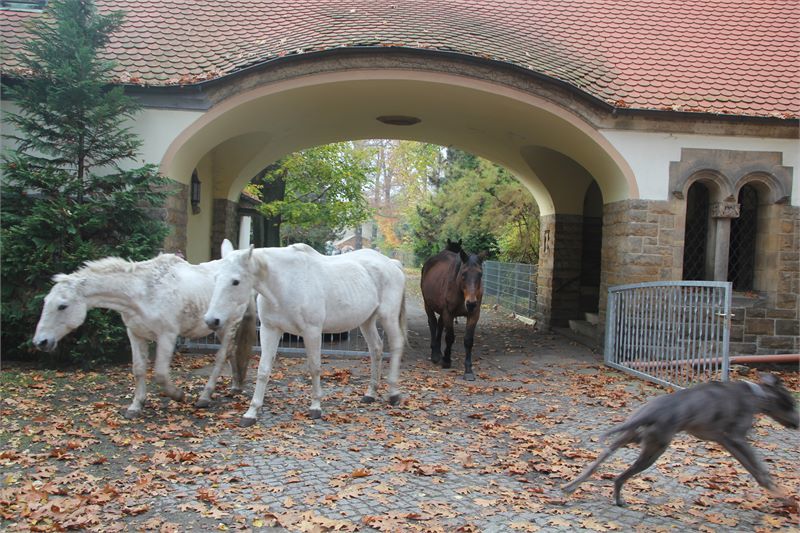 Thumbnail von Schlossherr mit Ideen gesucht