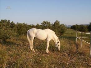 Thumbnail von ***Exklusive Landhaus-Villa mit Pferdestall***