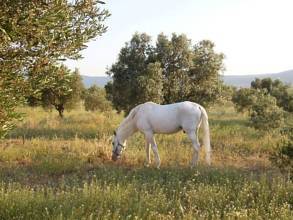 Thumbnail von ***Exklusive Landhaus-Villa mit Pferdestall***