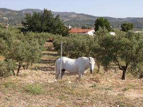 Thumbnail von ***Exklusive Landhaus-Villa mit Pferdestall***