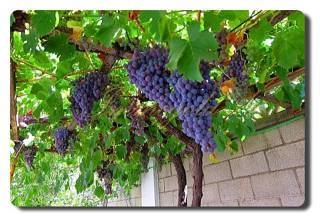 Thumbnail von Immogold Finca, Landhaus mit ca. 60.000 m² Land, nahe Arcos de la Frontera (Junta de los Rios)