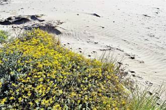 Thumbnail von ***Cala Josep Designer Luxusappartement mit grossem Garten direkt am Meer***