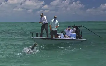 Thumbnail von マーベリック 17 Hpx V