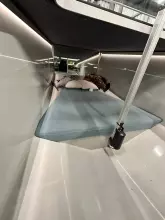 Thumbnail von Goldfish 46 Open Goldfish 46