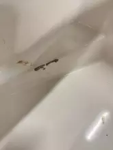 Thumbnail von Goldfish 46 Open Goldfish 46