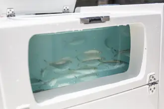 Thumbnail von Pathfinder 2700 Open