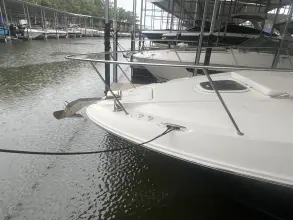 Thumbnail von シー・レイ 370 サンダンサー