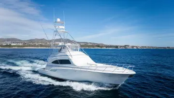 Thumbnail von Bertram 67 Convertible Chill 'N