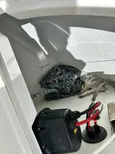 Thumbnail von Beneteau Swift Trawler 35 Oceans Edge