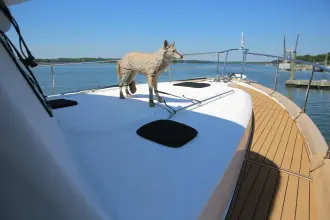 Thumbnail von Beneteau Swift Trawler 42 Gracie May